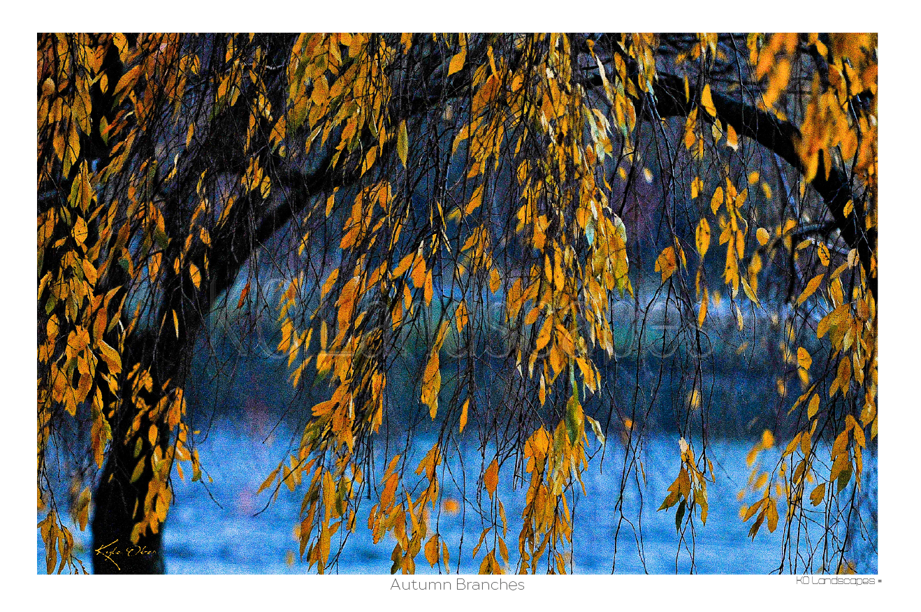 Nature / Autumn Branches