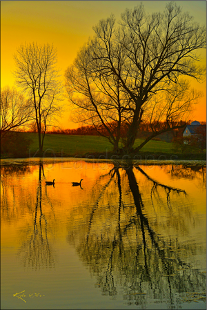 Nature / Duck Pond Sunset