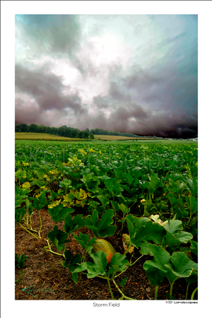 Nature / Storm Field