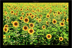 Nature, Sun Field Sunshine,  Sunflower, Flower, Yellow, Green, Happy, Bright, Bees